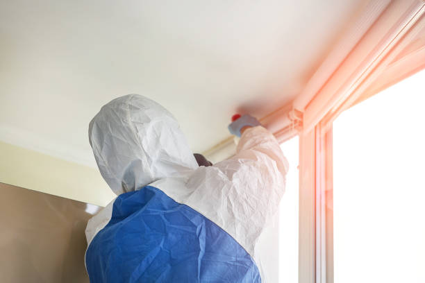 Trusted Schiller Park, IL Mold Removal Experts